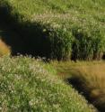 Researchers grew <i>Miscanthus x giganteus</i> (the taller grass) and switchgrass in side-by-side field trials in seven locations in Illinois.