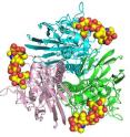 A study from The Scripps Research Institute showed that H7N9 is still mainly adapted for infecting birds, not humans. This image from the work shows the binding of avian-like glycan receptors (yellow spheres) to the 2013 H7N9 influenza virus hemagglutinin (in ribbon diagram).