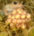 A female <i>Bryophryne cophites</i>, one of the frog species used in the study, attending her eggs. The species lives at the very top of the Andes mountains, elevations from 3,200 to 3,800 meters, and is considered endangered by the International Union for Conservation of Nature (IUCN) Red List.