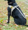 Guide dogs walk under constant tension. A well-fitting harness is extremely important for the animals.