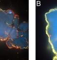 Princeton University researchers discovered that the bacteria <i>Vibrio cholerae</i> keeps food generated by the community's productive members away from those of their kind that attempt to live on others' leftovers. The bacteria use two mechanisms that are likely common among bacteria. In some instances, the natural flow of fluids over the surface of bacterial communities can wash away excess food before the freeloaders can indulge. In microscope images, shiftless <i>V. cholerae</i> (red) were in abundance under conditions of no fluid flow (left image). When the bacteria were grown in an environment with fluid flow -- similar to that found in nature -- cooperative <i>V. cholerae</i> (yellow) won out (right image).