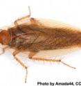 A modern <i>Ectobius</i> cockroach (<i>Ectobius vittiventris</i>) from northern Europe.