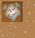 This image shows a collection of vaccinating nanoparticles, which at their largest are about 1,000 times smaller than a human hair. The inset graphic is a representation of how the engineered proteins decorate a nanoparticle's surface.