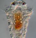 Larvae of the marine tubeworm <i>Hydroides elegans</i>, a significant biofouling agent, require contact with surface-bound bacteria to undergo metamorphosis.