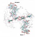 Numbered heme groups (in color) lie within MtrF protein's framework (in gray) and shuttle electrons from one end of the protein to the other.