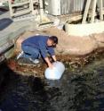 Co-author Kevan Yamahara collects a water sample at the Monterey Bay Aquarium.