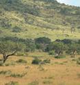 A single global model can't predict savanna tree density as well as continent-specific models, according to research published in <i>Science</i> this week. Photo of a South African savanna courtesy of Dr. William Hoffmann, a co-author of the study.