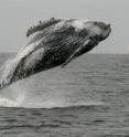 A breaching humpback whale in the Gulf of Guinea. Researchers used satellite tags to track the movements of more than a dozen whales as they traveled between breeding areas and distant feeding grounds in sub-Antarctic waters.