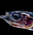 This image shows a fish captured during Malaspina Expedition circumnavigation between Auckland and Honolulu.