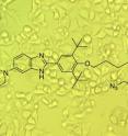 The new method identified a highly potent compound that causes cancer cells to attack themselves and die.