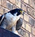 Formerly on the endangered species list, peregrine falcons are increasingly common in cities.