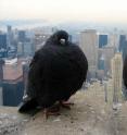 Rock pigeons, photographed in Manhattan, are one of only four bird species that are cosmopolitan, occurring in more than 80 percent of the cities in the global study.