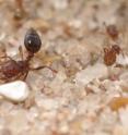 Crazy ants (on the right) coat themselves with formic acid to neutralize the venom of the fire ant (at left).