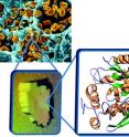 The functions of novel proteins putatively involved in <i>F. tularensis</i> virulence are revealed by X-ray crystallography.