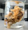Sea sponge <i>Halichondria panicea</i>  was used in the experiment at University of Southern Denmark.