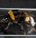 This is a bumblebee drinking a virus inoculum as part of the research.