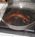 This is a female woodland salamander subject animal.