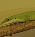 The UC Riverside study was performed on wild green anole lizards, one of which is seen in this photo.