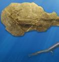 This is a fossil and life reconstruction of <i>Askeptosaurus</i>, a large marine saurian from the Triassic time period. Such thalattosaurs (meaning 'marine or ocean lizards') could reach lengths of more than 4 meters.