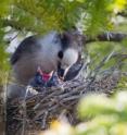 Gray jays are one of the boreal species of the Adirondacks looked at in a newly published study.