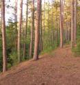 According to an assessment of the effects of a changing climate on Michigan forests led by the U.S. Forest Service, suitable habitat for some species, including the red pine pictured here, is projected to decline across the eastern Upper Peninsula and northern Lower Peninsula by the end of the 21st century.