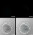 PN7h means fertilized eggs.