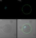 In ICSI file the green is Juno, blue the pronuclei.