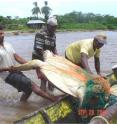 A green turtle is being unloaded by fishers in R&#237;o Grande Bar community. A 20-year assessment of Nicaragua's legal, artisanal green sea turtle fishery by the Wildlife Conservation Society and the University of Florida has uncovered a stark reality: greatly reduced overall catch rates of turtles in what may have become an unsustainable take.