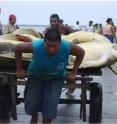Green turtles are being transported to slaughter in Bluefields, Nicaragua.
