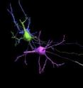 This is a computer image of three neurons showing differences in myelin.