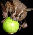 An <i>Artibeus lituratus</i> bat eats a fig.