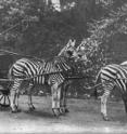 Why weren't zebras ever domesticated? Baron Rothschild frequently drove a carriage pulled by zebras through the streets of 19th-century London. In "Guns Germs and Steel," Jared Diamond says the reason zebras were not domesticated is that they are extraordinarily vicious and will bite and not let go. But why weren't people able to modify this temperament if they were able to gentle wolves into dogs?