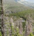 Gray trees killed by bark beetles pepper the landscape in Rocky Mountain National Park.