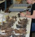 This is Larisa DeSantis at the La Brea Tar Pits studying the dental wear on fossil teeth of  cougars, saber-tooth cats and American lions.
