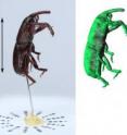 This is a wheat weevil photograph versus 3D model.