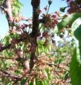 Research showed that wet conditions (as indicated for the cultivars under test) reduced annual yield of sweet cherry, strongly affecting fruit quality, and often overriding cultivar and soil and water management effects.
