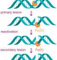 Figure 1: Bleomycin induced double strand DNA lesion progresses through a series of events, such as primary strand scission by Fe(II).BLM at the recognition site, reactivation followed by a secondary scission on the opposing strand of duplex DNA.