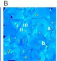 (A) Optical image of a large area of monolayer MoS2 and (B) an SHG image of the same area revealing grains and grain boundaries  where translational symmetry is broken to form 1-D edge states.