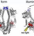 The crystal structure of bacterial phytochrome changes when illuminated.