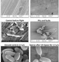 These are electron micrographs of <i>Bacillus pumilus</i> SAFR-032 spores on aluminum before and after exposure to space conditions.