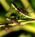 These are leaf cutter ants on leaves of Jacaranda tree.  While leaf cutter ants do not directly feed on leaves, they do cause damage.