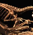 Preserved dinosaur skeletons show signs of injury that the the scientists were able to detect using state-of-the-art imaging techniques.