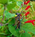 This is the newly discovered female of the species named after Grammy winner Lila Downs.