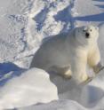 This image shows a polar bear in March 2011 on Kap Tobin, Scoresby Sound, Central East Greenland. Polar bears diverged from brown bears less than 500,000 years ago, rapidly evolving a metabolism that allows them to subsist on a high-fat diet and obtain water by burning fat.