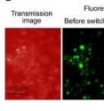 These are images of cancer cells moving with a velocity of 1 mm/s across a linear laser beam having a power of 30mW.