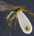 This is a side view of the Shakira wasp, <i>Aleiodes shakirae</i>.  The golden dot on the lower right is the head of a pin.