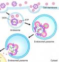 Biomedical engineering researchers have developed an anti-cancer drug delivery method that essentially smuggles the drug into a cancer cell before triggering its release.  Details on the process are available at <a target="_blank"href="http://news.ncsu.edu/releases/gu-liposome-2014/">http://news.ncsu.edu/releases/gu-liposome-2014/</a>.