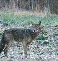 This is an Eastern coyote.