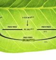 Metabolic channeling: Scientists traced the pathways by which plant oils were desaturated by fatty acid desaturase (FAD) enzymes. Two subsequent desaturating steps could be performed by two different "homodimers" -- pairs of identical FADs (FAD2-FAD2 followed by FAD3-FAD3) -- or by a heterodimer comprised of FAD2 associated with FAD3. This latter pathway channeled the fatty acid through both desaturation steps without releasing the intermediate compound into the general cell metabolite pool. Engineering such enzyme interactions could offer new ways to direct plant metabolism towards new desired products -- for example, polyunsaturated oils or rare fatty acids that could serve as feedstocks for industrial processes.