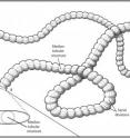 This image shows a reconstruction of <i>Plexus ricei</i>.